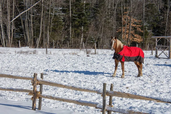 Kış manzarasında at 