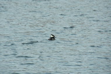 Denizde su ile ördek