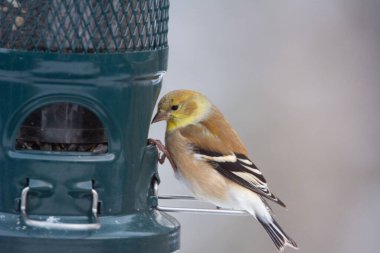 close-up of a young white tit on a branch with its beak