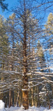 Kış ormanı manzarası