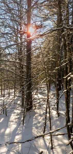 Winter Wald Malerische Aussicht — Stockfoto