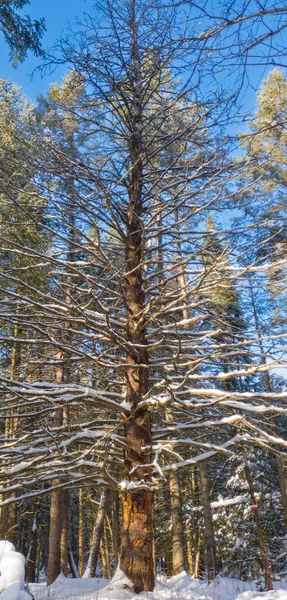 Hiver Forêt Vue Panoramique — Photo