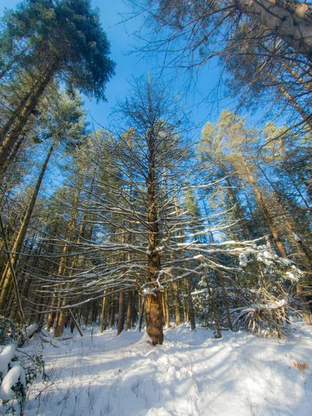 Bosque Invierno Vista Panorámica — Foto de Stock