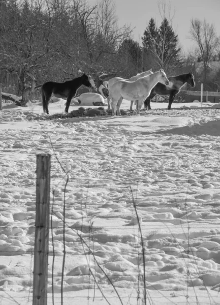 Horses Winter Village — Stock Photo, Image