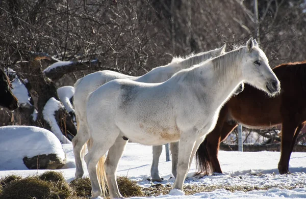 Cavalli Nel Villaggio Invernale — Foto Stock