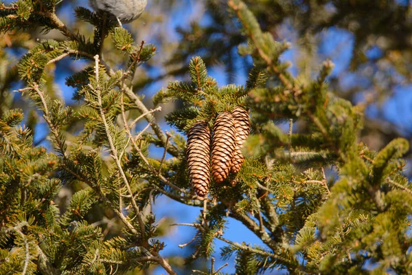 Oiseau Sur Branche Arbre Gros Plan — Photo