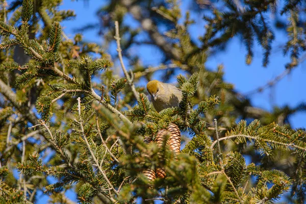 Oiseau Sur Branche Arbre Gros Plan — Photo