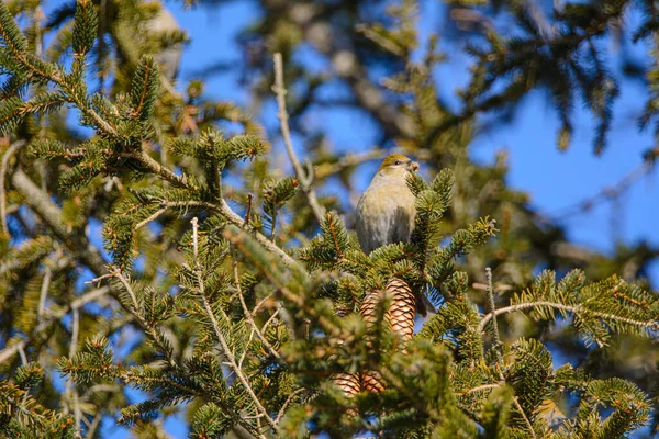 Oiseau Sur Branche Arbre Gros Plan — Photo