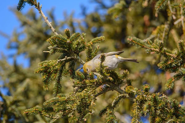 Pássaro Galho Árvore Perto — Fotografia de Stock
