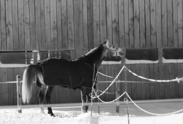 Paard Winterboerderij — Stockfoto