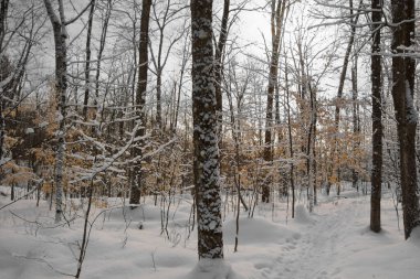 Karla kaplı ağaçlarla kışın manzaralı manzarası