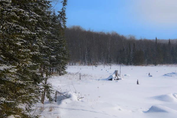 雪地覆盖树木的冬季风景风景 — 图库照片