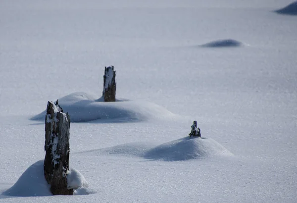 Schneebedeckte Baumstämme Auf Der Winterwiese — Stockfoto