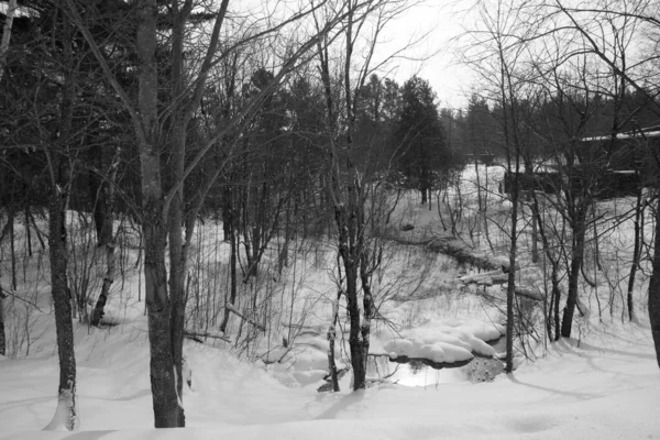 雪に覆われた木々の冬の風景の風光明媚なショット — ストック写真