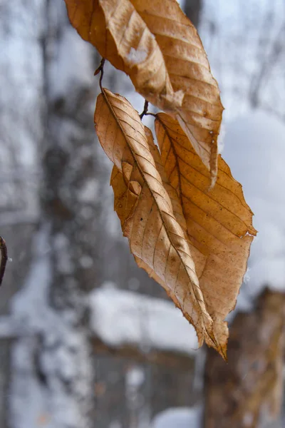 Gros Plan Des Feuilles Jaunes Dans Forêt Enneigée — Photo