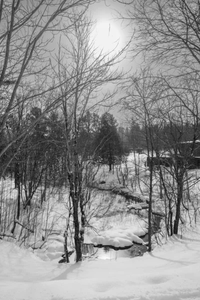 Panoramica Del Paesaggio Invernale Con Alberi Innevati — Foto Stock