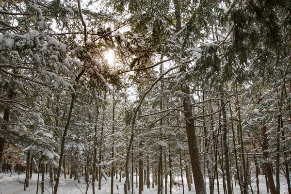 Malownicze Ujęcie Zimowego Krajobrazu Pokrytymi Śniegiem Drzewami — Zdjęcie stockowe