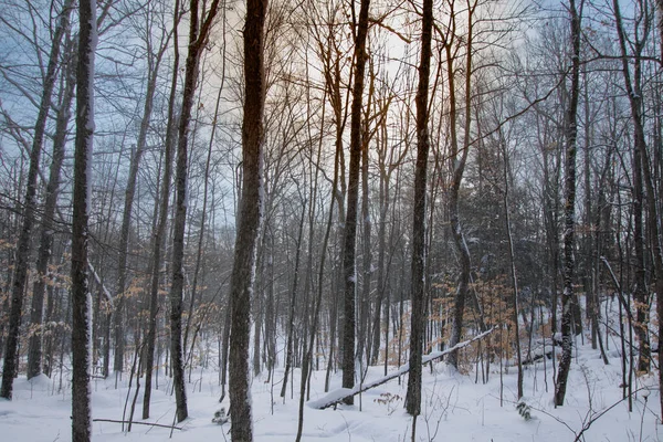 Plano Escénico Del Paisaje Invernal Con Árboles Cubiertos Nieve — Foto de Stock