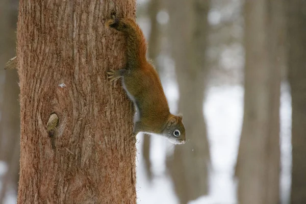 Nahaufnahme Eines Entzückenden Kleinen Eichhörnchens Auf Einem Baum — Stockfoto
