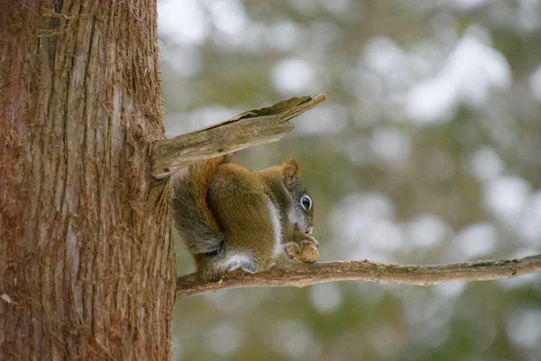 Nahaufnahme Eines Entzückenden Kleinen Eichhörnchens Auf Einem Baum — Stockfoto