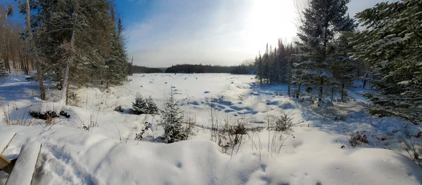 晴れた日の雪と木の美しい冬の風景 — ストック写真