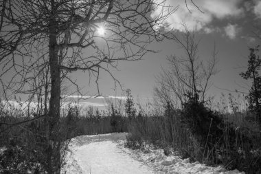 Karla kaplı ağaçlarla kaplı kış manzarası