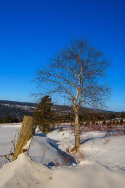 Kar ve ağaçlarla dolu güzel kış manzarası