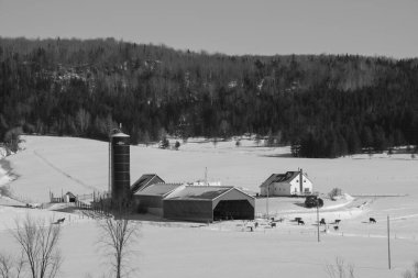 Kar ve ağaçlarla kaplı kış manzarası
