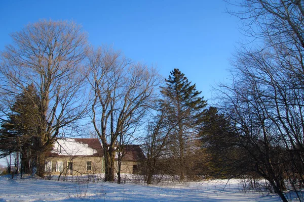 Winterlandschaft Mit Schneebedeckten Bäumen — Stockfoto