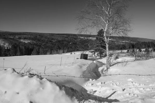 雪に覆われた木々が美しい冬の風景 — ストック写真