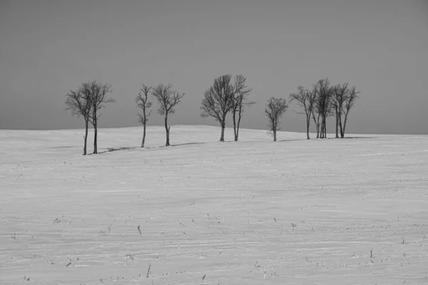 Prachtig Landschap Met Bomen Sneeuw — Stockfoto