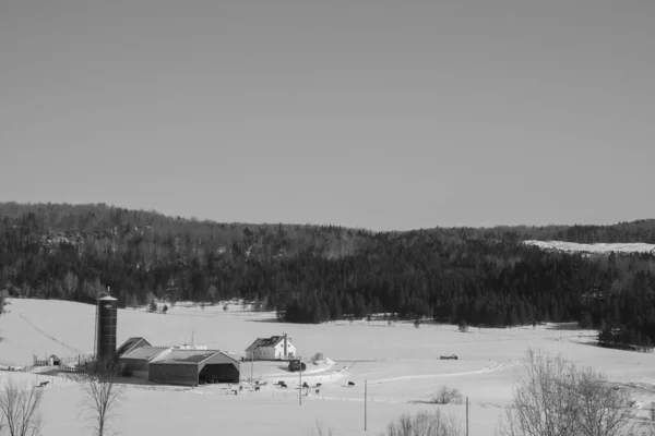 Hermoso Paisaje Invierno Con Nieve Árboles —  Fotos de Stock