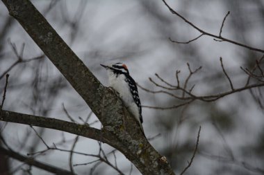 Erkek büyük benekli ağaçkakan, dal üzerine tünemiş.