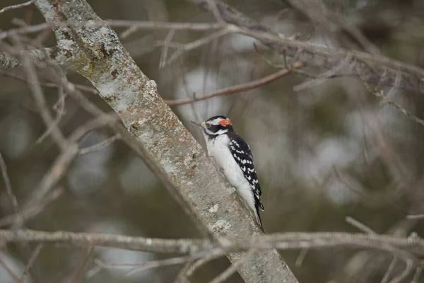 Male Great Spotted Woodpecker Perched Branch — Stock Photo, Image