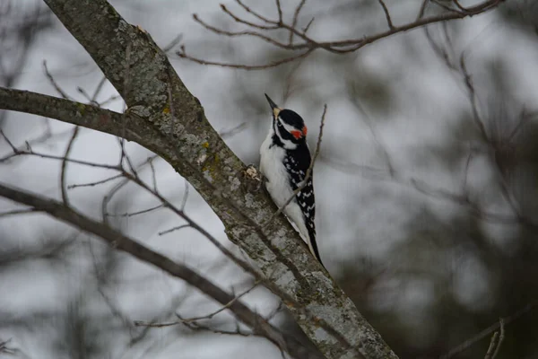 Male Great Spotted Woodpecker Perched Branch — Stock Photo, Image