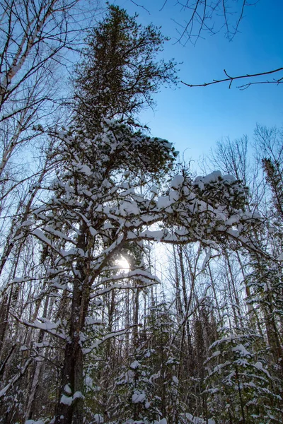 Las Sosnowy Śniegu — Zdjęcie stockowe
