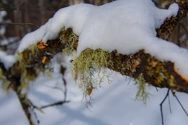 Bosque Invierno Con Árbol Cubierto Nieve —  Fotos de Stock