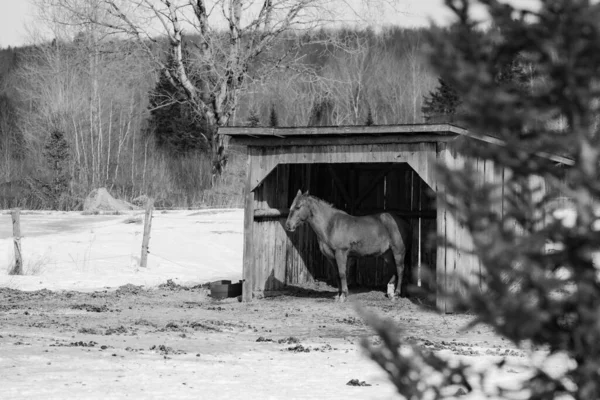 Cheval Dans Grange Hiver — Photo