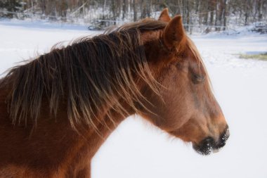 Kanada 'nın Quebec, Magog eyaletindeki Kanada çiftliğinde güzel bir at.