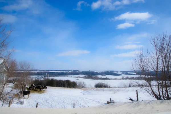 Soğuk Quebec Kışında Neklerle Tipik Kanada Çiftliğiyle Manzaralı Kış Manzarası — Stok fotoğraf