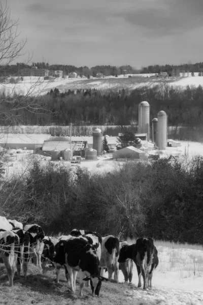 Scenic Winter Landscape Cows Typical Canadian Farm Cold Quebec Winter — Stock Photo, Image