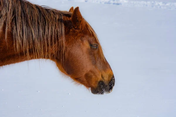 カナダのケベック州の冬のカナダの農場でかなりの馬 — ストック写真