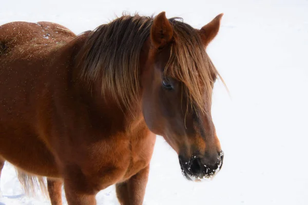 Hezký Kůň Kanadské Farmě Zimě Provincii Quebec Magog Kanada — Stock fotografie