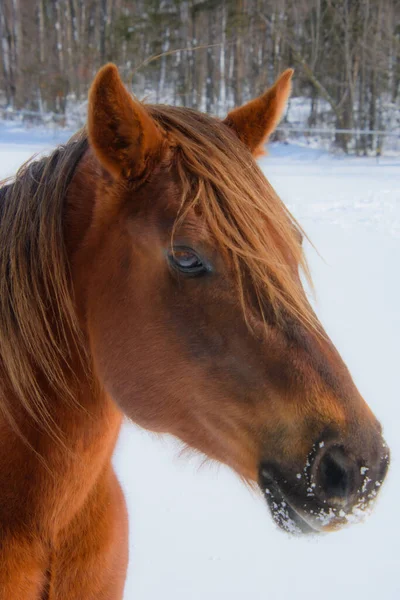 Όμορφο Άλογο Ένα Καναδικό Αγρόκτημα Χειμώνα Στην Επαρχία Του Κεμπέκ — Φωτογραφία Αρχείου