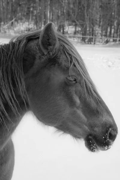 Hezký Kůň Kanadské Farmě Zimě Provincii Quebec Magog Kanada — Stock fotografie