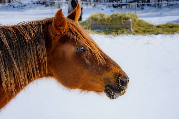 캐나다의 퀘벡주 주에서 겨울에 캐나다 농장에 — 스톡 사진