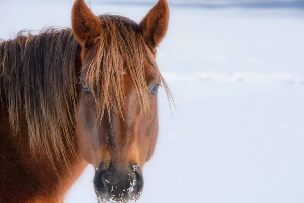 Hezký Kůň Kanadské Farmě Zimě Provincii Quebec Magog Kanada — Stock fotografie