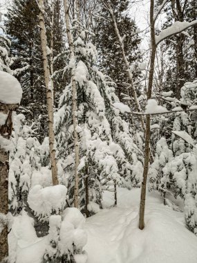 Karla kaplı orman, güzel karlı ağaçlar.