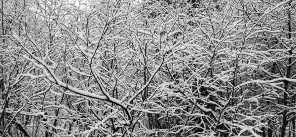 Besneeuwd Bos Prachtige Besneeuwde Bomen — Stockfoto