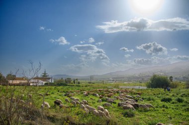 Yeşil bir çayırda otlayan kuzular sürüsü.